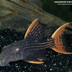 Angebot Pseudoacanthicus pirarara L25, XL (Rotflossen-Kaktuswels)
