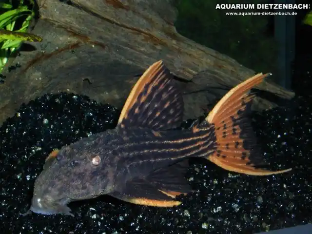 Angebot Pseudoacanthicus pirarara L25, XL (Rotflossen-Kaktuswels)