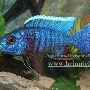 Aulonocara Red Flash, large Mega-Angebot