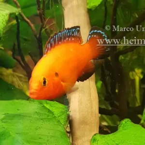 Ausverkauf Hemichromis exsul männl., small (Roter Juwelenbuntbarsch)