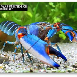 Kracherpreis Cherax alyciae - "blue kong" Krebs