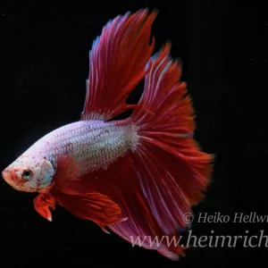 Ausverkauf Siam. Kampffisch spec. Rosetail Red, lg (Betta splendens)