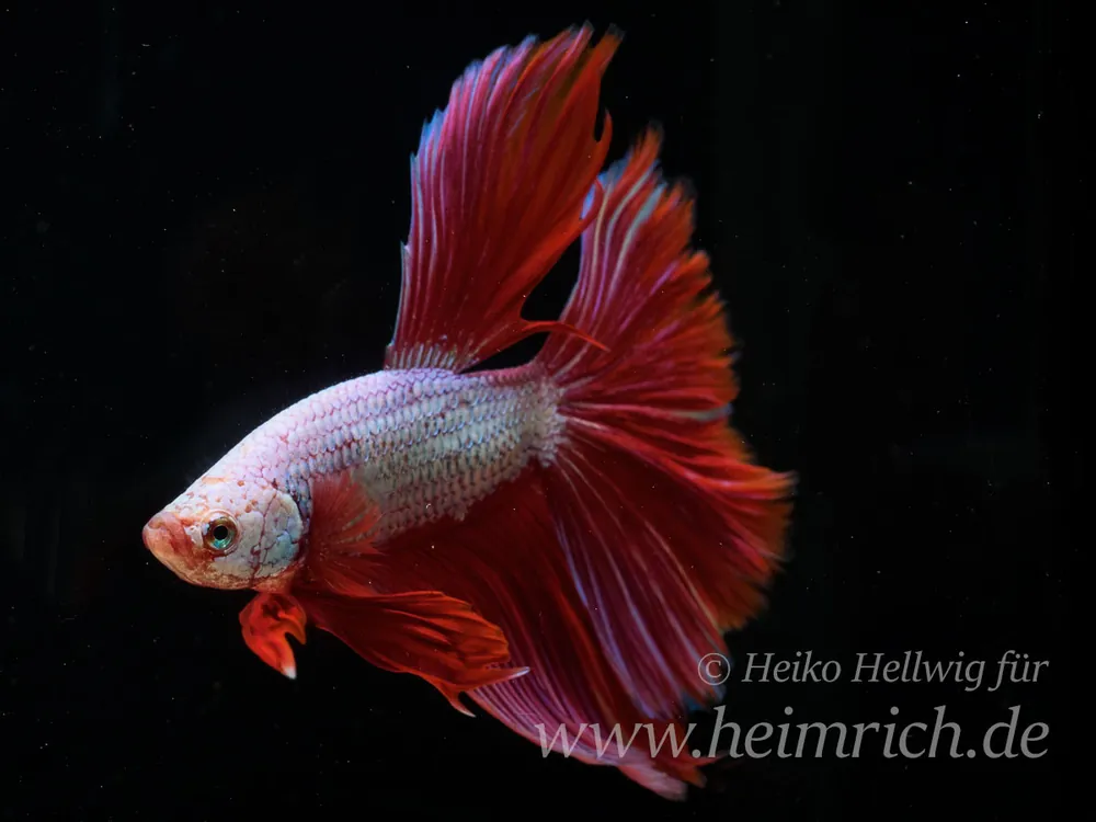 Ausverkauf Siam. Kampffisch spec. Rosetail Red, lg (Betta splendens)