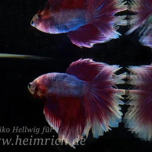 Siam. Kampffisch spec. Rosetail Red Blue, lg (Betta splendens) Sofort Bestellen