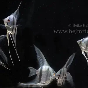 Must-Have Skalare spec. Blaue Lagune - 5er-Zuchtgruppe (Pterophyllum spec.)