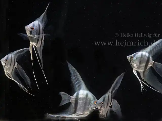 Must-Have Skalare spec. Blaue Lagune - 5er-Zuchtgruppe (Pterophyllum spec.)