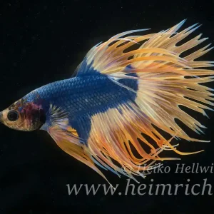 Siam. Kampffisch Crown Tail Dragon Blau Gelb, lg (Betta splendens) Sale