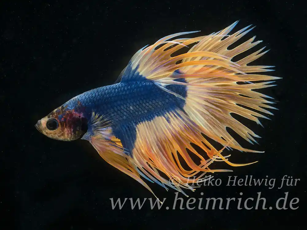 Siam. Kampffisch Crown Tail Dragon Blau Gelb, lg (Betta splendens) Sale