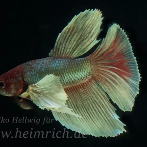 Siam. Kampffisch Big Ear Longtail, lg (Betta splendens) Angebot