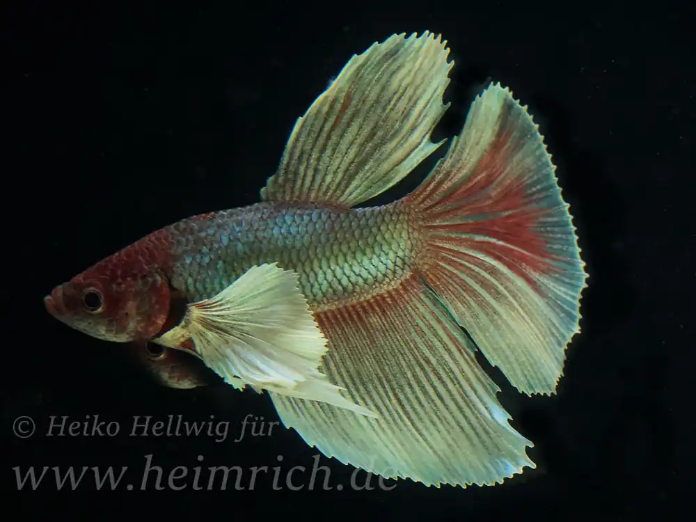 Siam. Kampffisch Big Ear Longtail, lg (Betta splendens) Angebot
