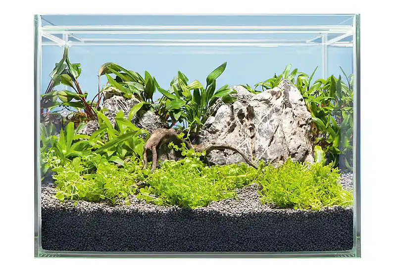Hardscape Bepflanzung ASIA Meistverkauft