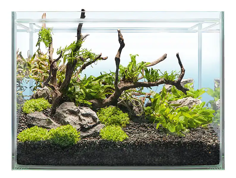 Beliebt Hardscape Bepflanzung SHRIMP