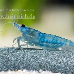 Bestpreis Neocaridina davidi, large (BLUE JELLY Zwergarnele)