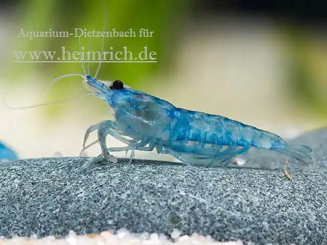 Bestpreis Neocaridina davidi, large (BLUE JELLY Zwergarnele)