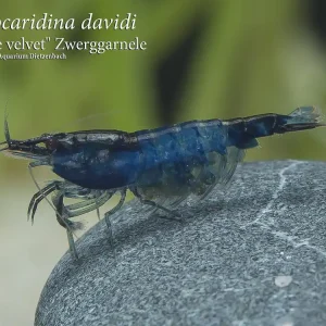 Neocaridina davidi, large (BLUE Velvet Zwergarnele) Abverkauf