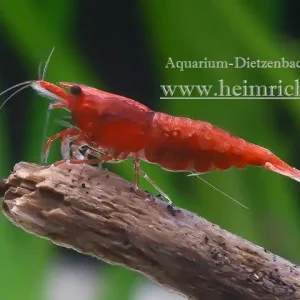 Angebot Neocaridina davidi, large ("Sakura" Fire Zwerggarnele)