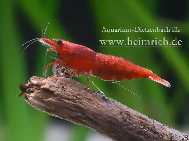 Angebot Neocaridina davidi, large ("Sakura" Fire Zwerggarnele)