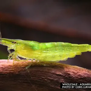 Neocaridina davidi, large (Green Jade Zwerggarnele) Markenware
