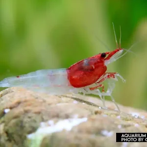 Neocaridina davidi, large (Red Neck Zwerggarnele) Schneller Versand
