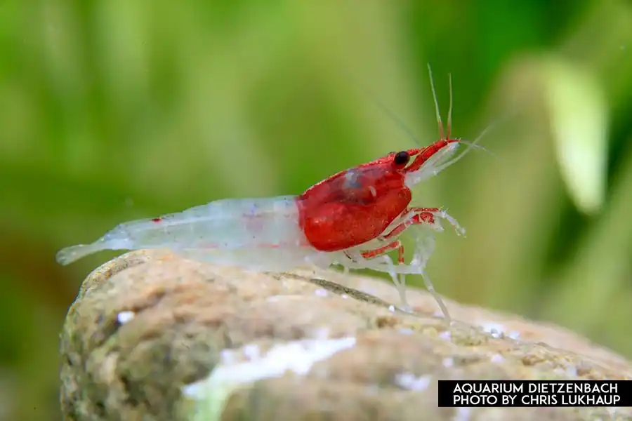 Neocaridina davidi, large (Red Neck Zwerggarnele) Schneller Versand