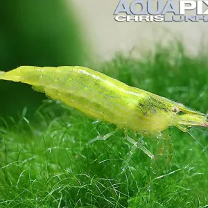 Schneller Versand Caridina ceylanica, large (Grüne Zwerggarnele)