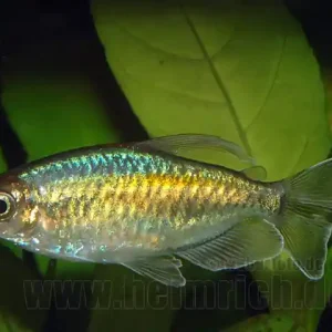 Blauer Kongosalmler, med (Phenacogrammus interuptus) Rabatt
