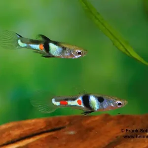 Endler Guppy spec. EL Tigre (Poecilia wingei) Abverkauf
