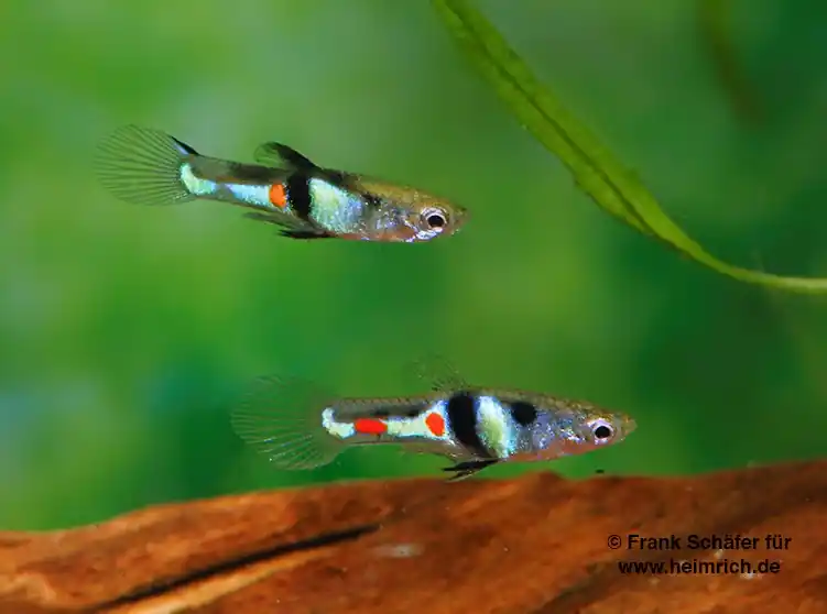 Endler Guppy spec. EL Tigre (Poecilia wingei) Abverkauf