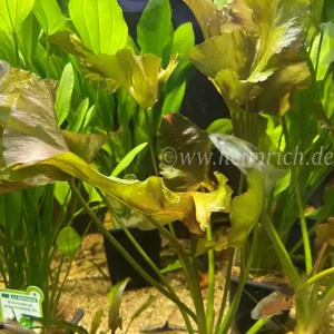 Nuphar japonica RED (Japanische Seerose) Expressversand