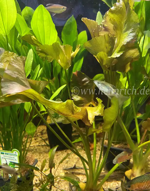 Nuphar japonica RED (Japanische Seerose) Expressversand