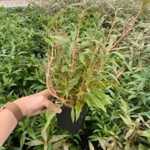 Kracherpreis Alternanthera reinecki rosaefolia XXL - Mutterpflanze