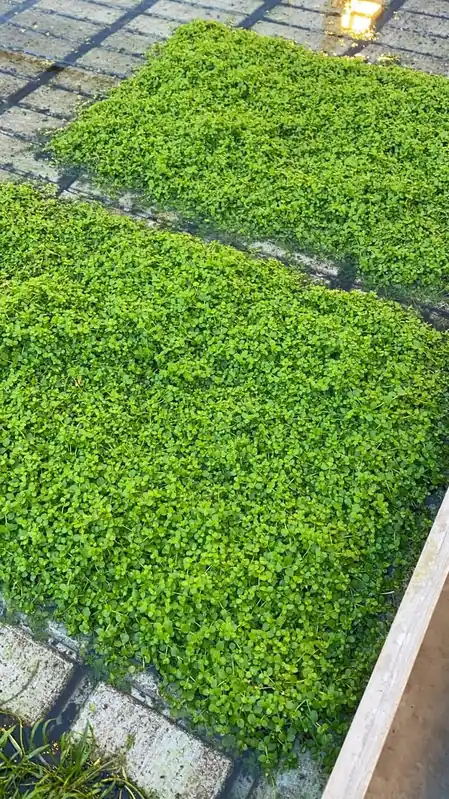 Micranthemum spec Monte Carlo, auf Schwamm 40x60cm Finale Aktion