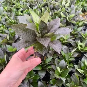 Hygrophila corymbosa spec (Breitblättriger Riesenwasserfreund) Top-Preis