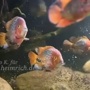 Cichlasoma synspilum spec. Blue spotted, XXL-Paar (Rarität) Markenware