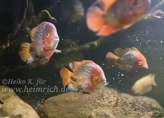 Cichlasoma synspilum spec. Blue spotted, XXL-Paar (Rarität) Markenware