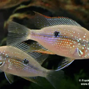 Zertifiziert Thorichthys maculipinnis spec. Intensiv Red XL, male