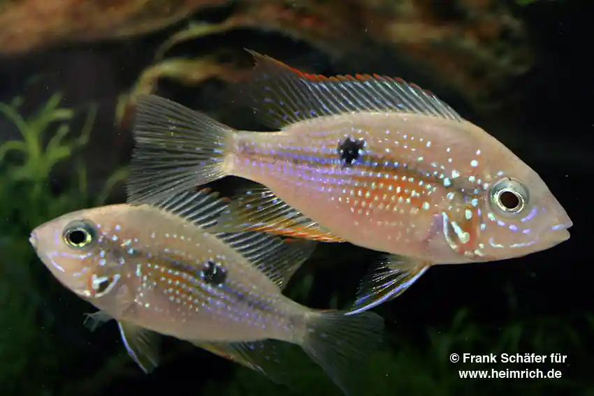 Thorichthys maculipinnis spec. Intensiv Red XL, female Schneller Versand