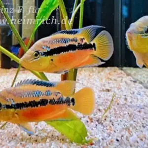 Neu Im Sortiment Trichromis salvini XL, male (Salvins Buntbarsch)
