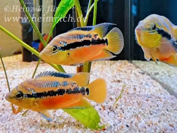 Neu Im Sortiment Trichromis salvini XL, male (Salvins Buntbarsch)