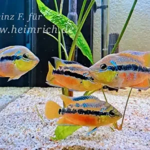 Trichromis salvini XL, female (Salvins Buntbarsch) Sonderangebot