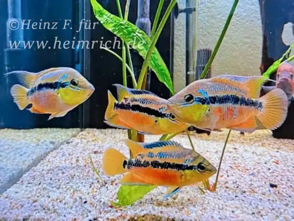 Trichromis salvini XL, female (Salvins Buntbarsch) Sonderangebot