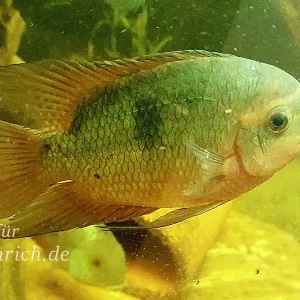 Mega-Angebot Hypselectra temporalis spec. Oyapock - female