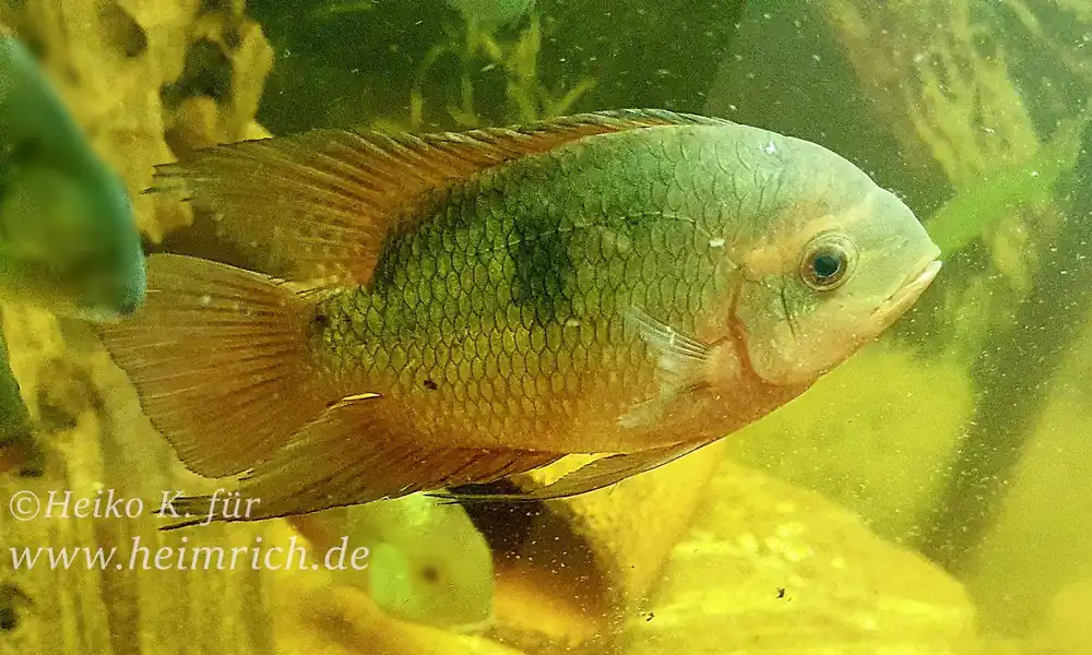 Mega-Angebot Hypselectra temporalis spec. Oyapock - female