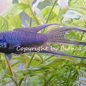 Beliebt Macropodus spechti royal blue DNZ - male