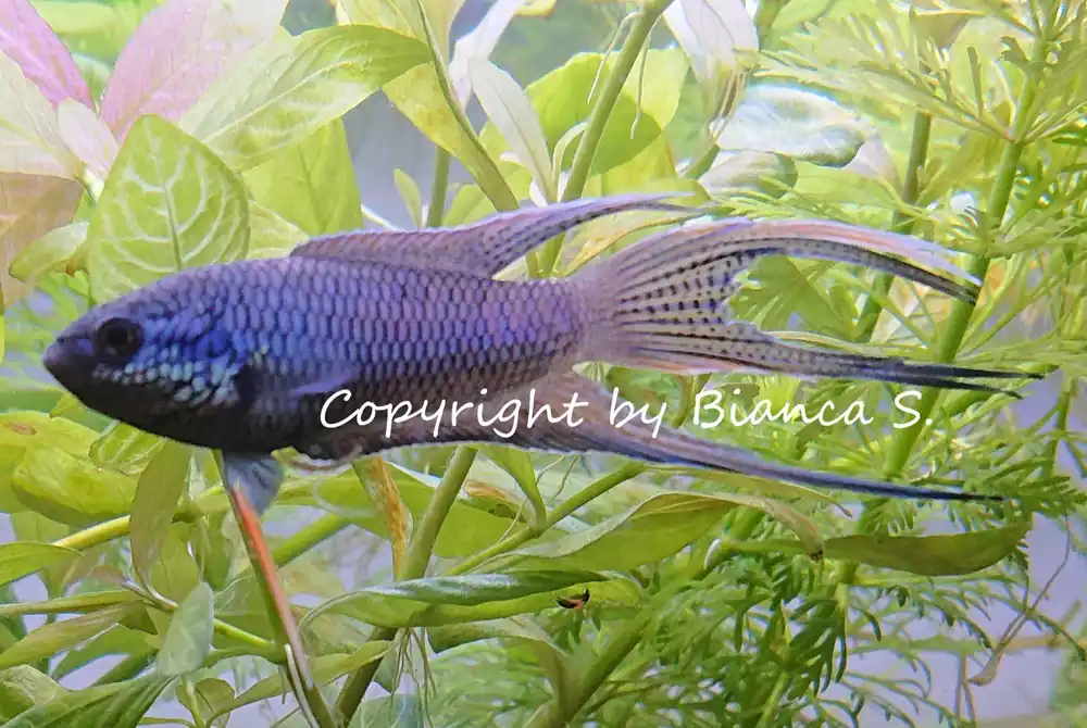 Beliebt Macropodus spechti royal blue DNZ - male