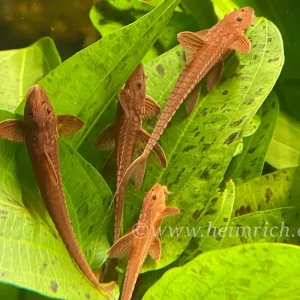 Rineloricaria spec. red XL (Roter Hexenwels) - 5er Gruppe Must-Have