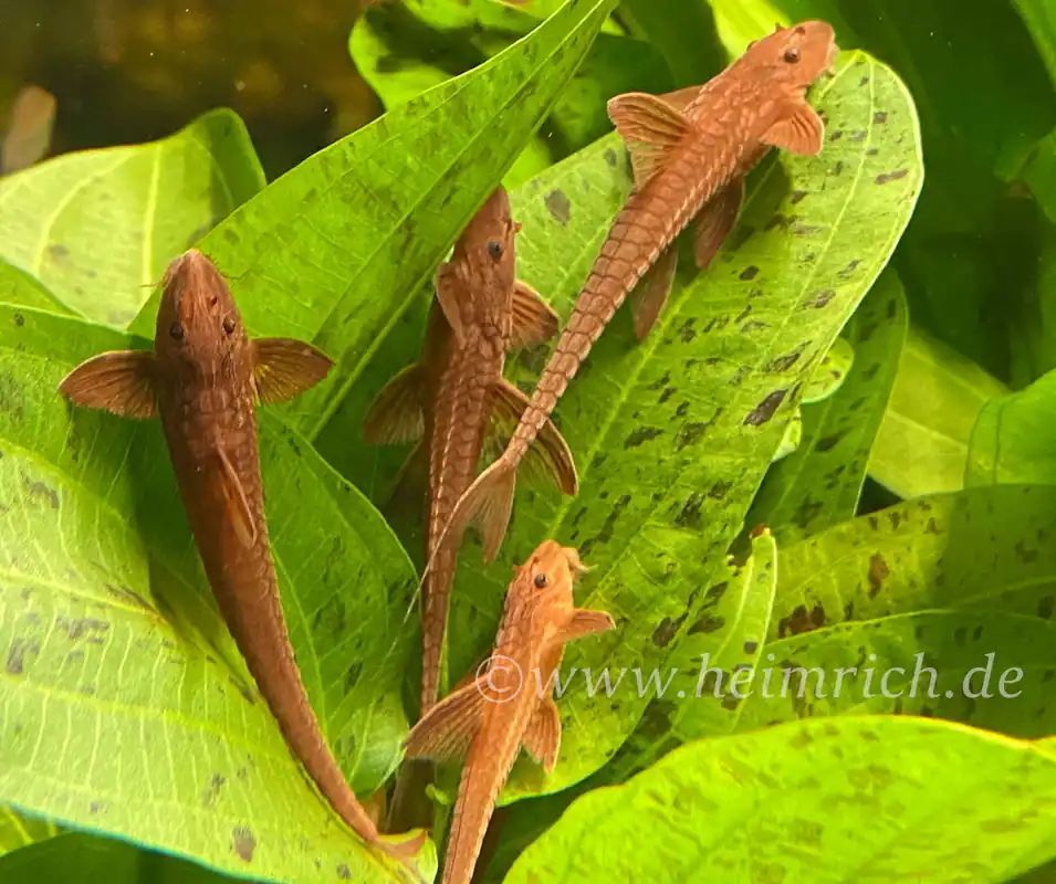 Rineloricaria spec. red XL (Roter Hexenwels) - 5er Gruppe Must-Have
