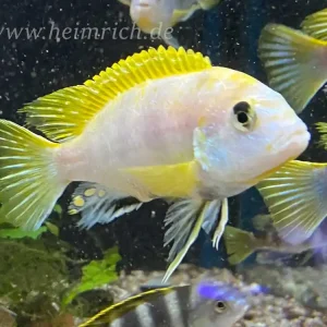 Labidochromis spec Perlmutt XL - male (Perlmutt-Labidochromis) Günstig