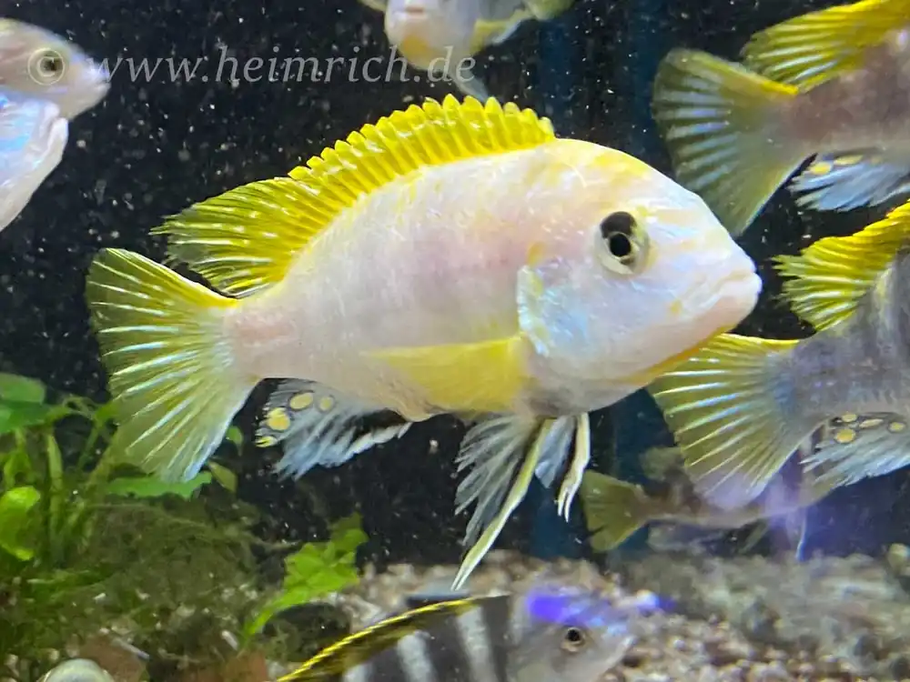 Labidochromis spec Perlmutt XL - male (Perlmutt-Labidochromis) Günstig