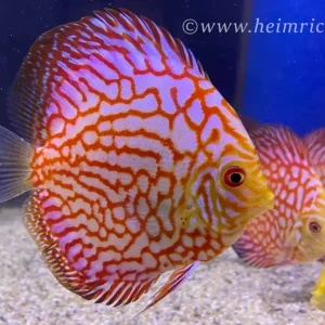 Diskus Checkerboard, 6,5cm Sonderangebot